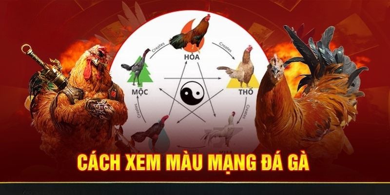 Hiểu thế nào là cách xem màu mạng gà đá cựa sắt?