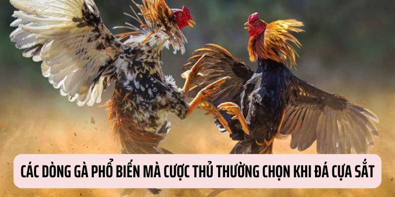 Ba dòng kê được lựa chọn khi chơi đá gà cựa sắt