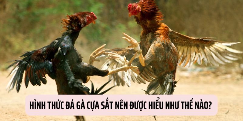 Tìm hiểu nhanh về siêu phẩm đá gà cựa sắt nhà ABC8