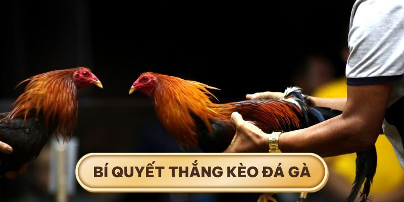 Cần lựa chọn kèo đá gà hợp lý dựa trên nhiều căn cứ chuẩn xác