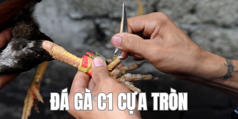 Tranh tài cựa tròn hấp dẫn