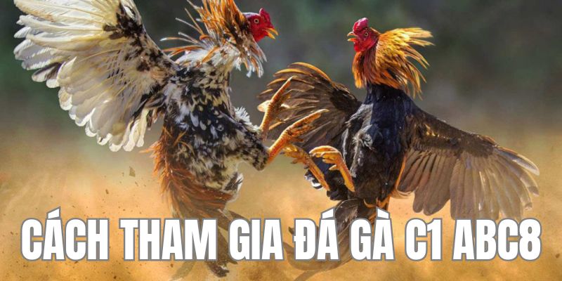 Quy trình tham cược đá gà trực tiếp C1 tại ABC8