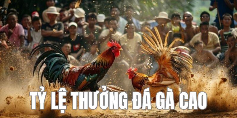 Tỷ lệ thưởng thắng cược đá gà C1 khá cao