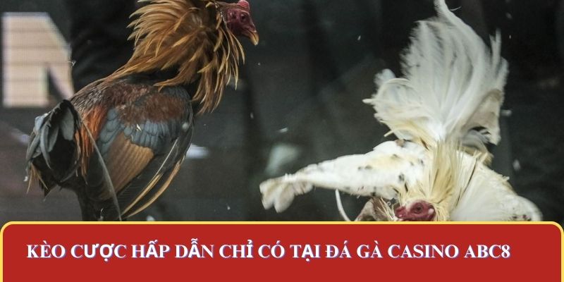 Kèo cược hấp dẫn chỉ có tại đá gà casino ABC8