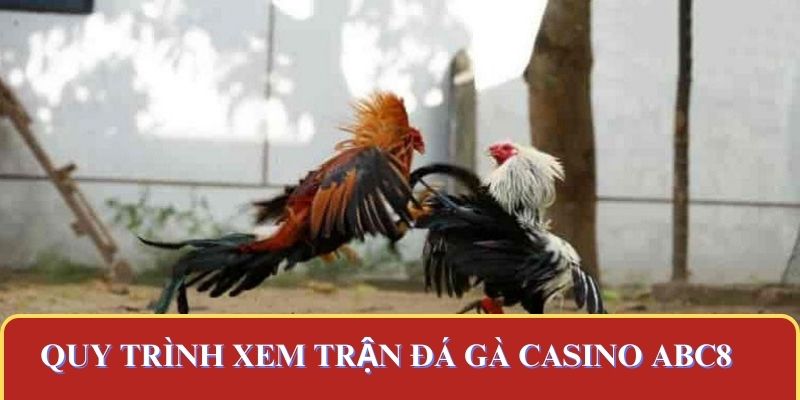 Quy trình xem trận đá gà casino ABC8