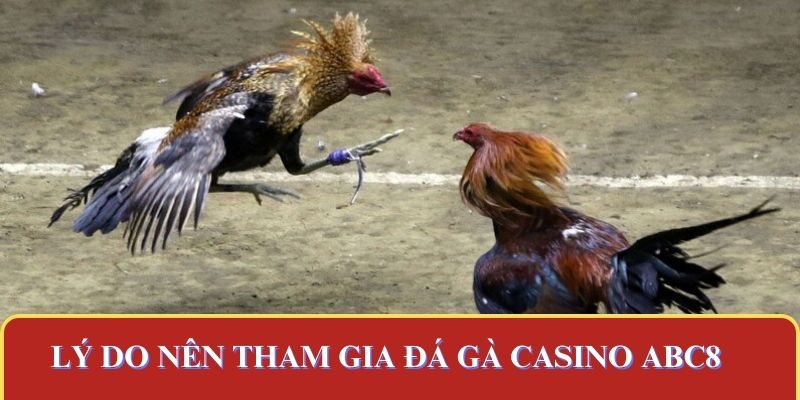Lý do nên tham gia đá gà casino ABC8