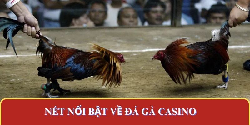 Nét nổi bật về đá gà casino