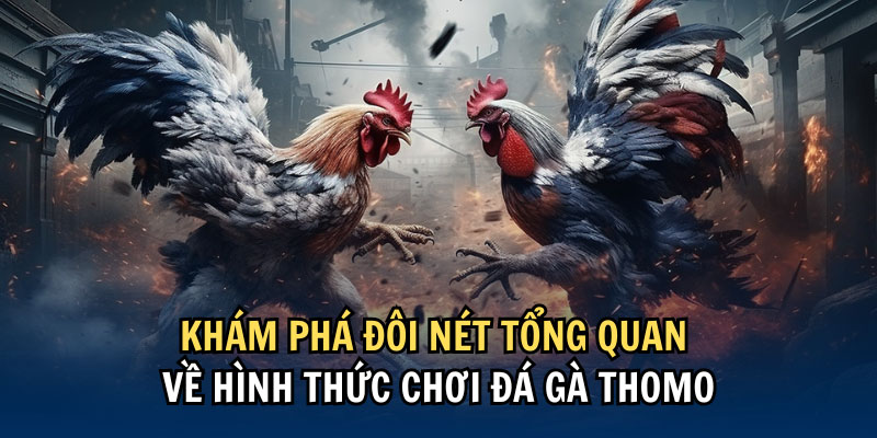 Không có giới hạn cho thời gian thi đấu của các trận đá gà thomo