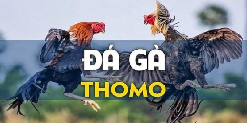Đá gà thomo mang đến những phút giây kịch tính cho người xem