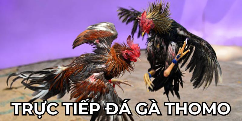 Quản lý tốt nguồn vốn khi tham gia vào đá gà thomo