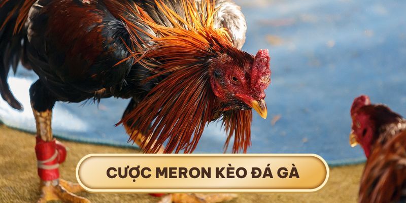 Kèo đá gà MERON thường chiếm ưu thế trong các trận đấu