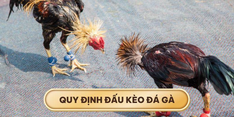 Các quy định này được thể hiện rõ trong sảnh đá gà trên nền tảng ABC8